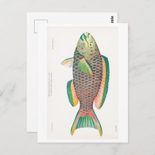 briefkaart "PARROTFISH" (Voorkant / Achterkant)