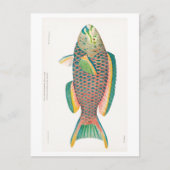 briefkaart "PARROTFISH" (Voorkant)