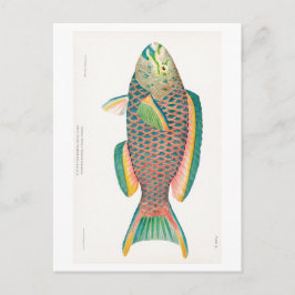 briefkaart "PARROTFISH"
