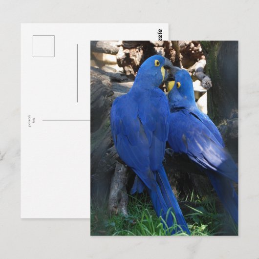 briefkaart _ parrots (Voorkant / Achterkant)