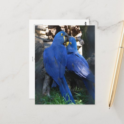 briefkaart _ parrots (Voorkant / Achterkant in situ)