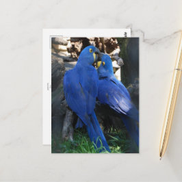 briefkaart _ parrots