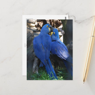 briefkaart _ parrots
