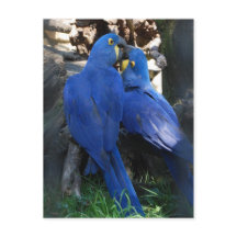 briefkaart _ parrots