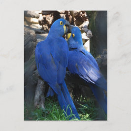 briefkaart _ parrots