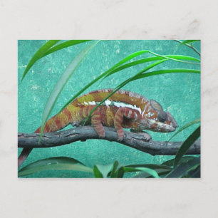 briefkaart "Parson's Chameleon"
