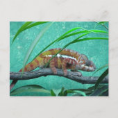briefkaart "Parson's Chameleon" (Voorkant)