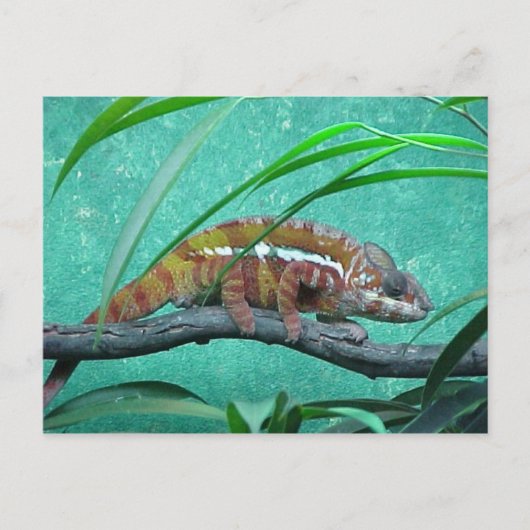 briefkaart "Parson's Chameleon" (Voorkant)