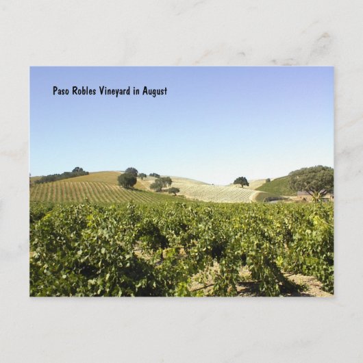 Briefkaart: Paso Robles Vineyard in augustus Briefkaart (Voorkant)