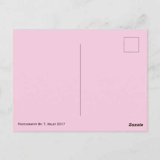 Briefkaart Pastel Pink Flowers (Achterkant)