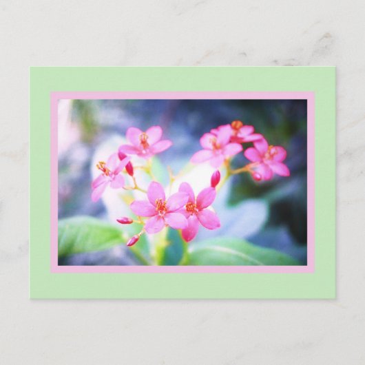 Briefkaart Pastel Pink Flowers (Voorkant)