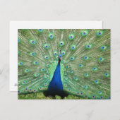 Briefkaart - Pauze met gefanned staart (Voorkant / Achterkant)