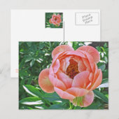 briefkaart, "PEACHY PINK PEONY" Briefkaart (Voorkant / Achterkant)
