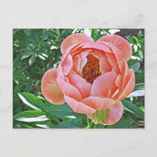 briefkaart, "PEACHY PINK PEONY" Briefkaart (Voorkant)