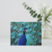  Briefkaart Peacock (Staand voorkant)