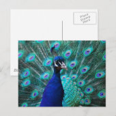  Briefkaart Peacock (Voorkant / Achterkant)