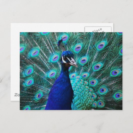  Briefkaart Peacock (Voorkant / Achterkant)