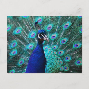 Briefkaart Peacock