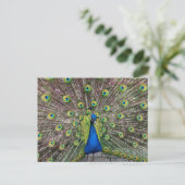 Briefkaart Peacock (Staand voorkant)