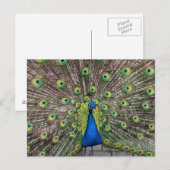 Briefkaart Peacock (Voorkant / Achterkant)
