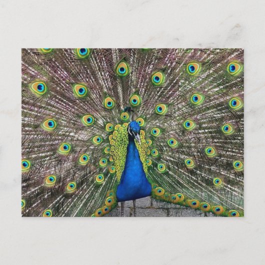 Briefkaart Peacock (Voorkant)