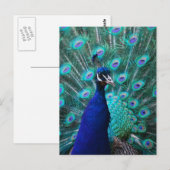 Briefkaart Peacock (Voorkant / Achterkant)