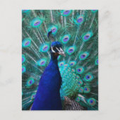  Briefkaart Peacock (Voorkant)