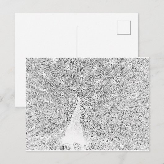 Briefkaart - Peacock naar kleur (Voorkant / Achterkant)