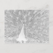 Briefkaart - Peacock naar kleur (Voorkant)