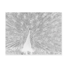 Briefkaart - Peacock naar kleur