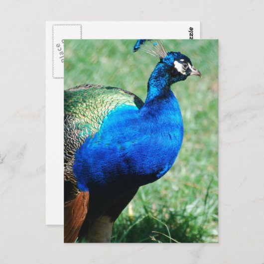  Briefkaart Peafowl (Voorkant / Achterkant)