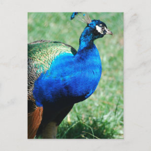  Briefkaart Peafowl