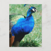  Briefkaart Peafowl (Voorkant)
