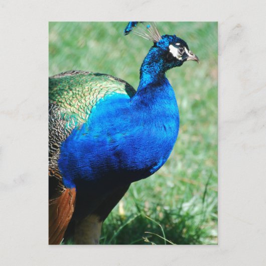  Briefkaart Peafowl (Voorkant)