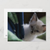 Briefkaart Peek-a-Boo Kitten (Voorkant / Achterkant)