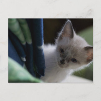 Briefkaart Peek-a-Boo Kitten