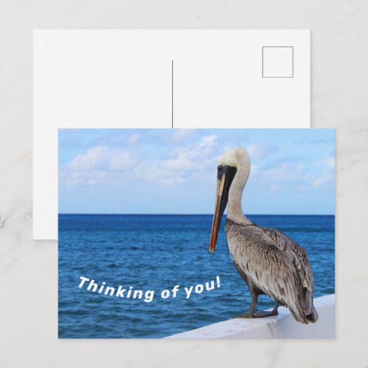 Briefkaart - Pelican - Denk aan u (Voorkant / Achterkant)