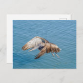 Briefkaart - Pelican in vlucht (Voorkant / Achterkant)