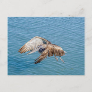 Briefkaart - Pelican in vlucht