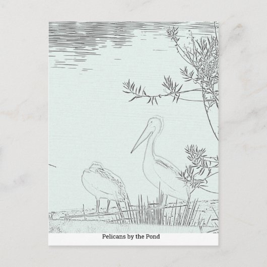 Briefkaart - Pelikanen bij de vijver (Voorkant)