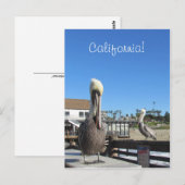 Briefkaart - Pelikanen op papier (Voorkant / Achterkant)