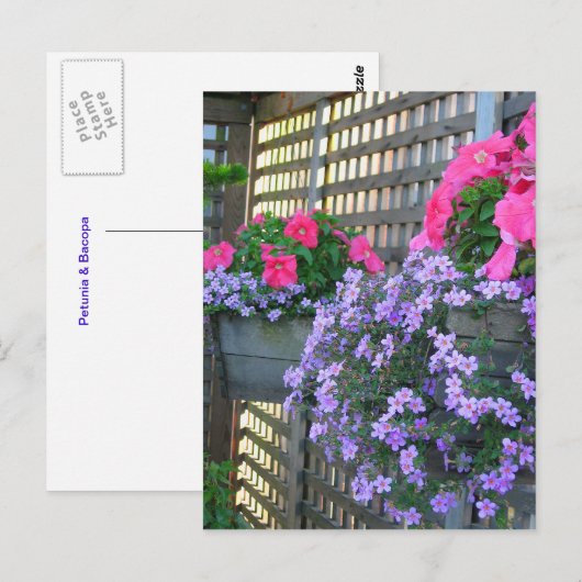 Briefkaart Petunia en Bacopa (Voorkant / Achterkant)