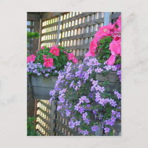 Briefkaart Petunia en Bacopa