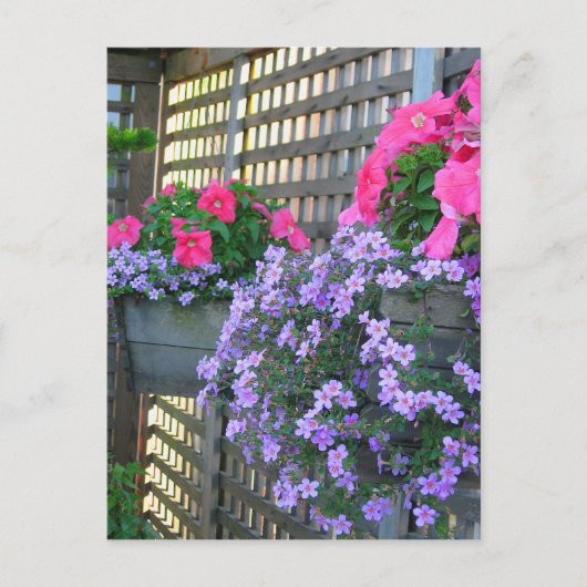 Briefkaart Petunia en Bacopa (Voorkant)