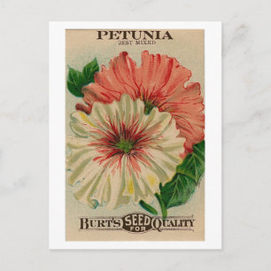 briefkaart petunia-zaadpakket