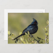 Briefkaart Phainopepla (Voorkant / Achterkant)