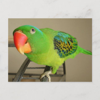 Briefkaart:  Philippine Blue Nape Parrot Briefkaart