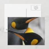 Briefkaart pinguïns (Voorkant / Achterkant)