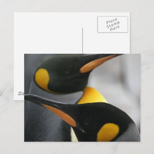 Briefkaart pinguïns (Voorkant / Achterkant)