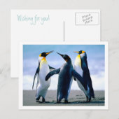 Briefkaart pinguïns (Voorkant / Achterkant)